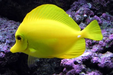 Aquarium Fish   Yellow Tang Fish Wallpapers