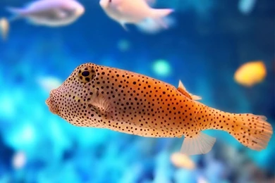 Fish Hd Wallpapers