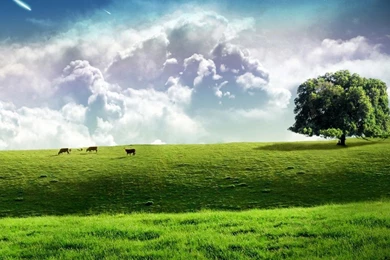 Free Download Mini iPad HD Wallpapers (63)