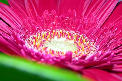 Wallpapers Tagged With PINK