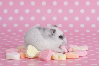 Pink HD Wallpapers Free Desktop R10   WALLPAPEROX.COM