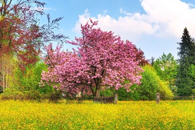 Cherry Tree HDTV 1080p Wallpapers