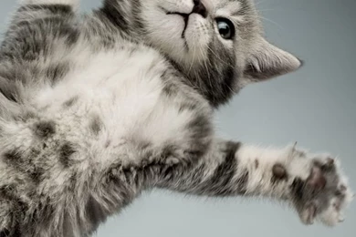 iPhone 5 Wallpapers, iPhone 5 Backgrounds