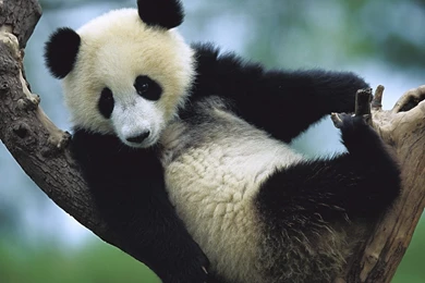 Panda Wallpapers Widescreen