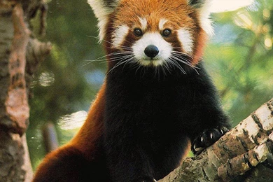 Red Panda Wallpapers And Backgrounds Animals Town
