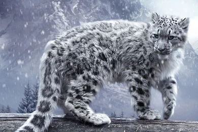 Snow Leopard HD Wallpapers 2.jpg