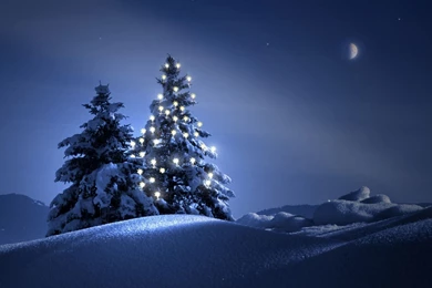 Snow, Trees, Lights, Night, Wallpapers   HD Wallpapers