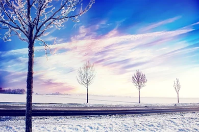 Snow Winter Trees Wallpapers