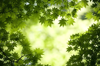 Green Maple Leaves Wallpapers