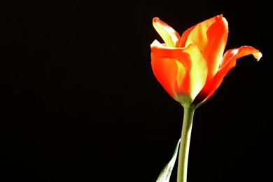 Screen Backgrounds Wallpapers   122496