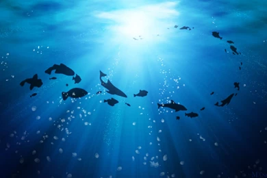 Life Under The Ocean Wallpapers