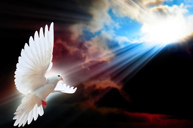 Shine A Light For Peace >> HD Wallpaper, Get It Now!