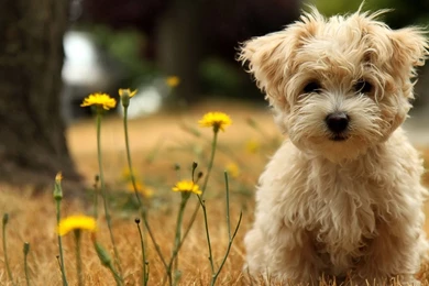 50 Free HD Dog Wallpapers