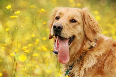 Golden Retriever Dog Wallpapers