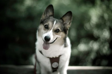 Cute Dog Desktop Wallpapers Download Cute Dog Wallpapers In Hd ...