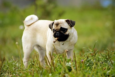Pug Dog HD Wallpapers