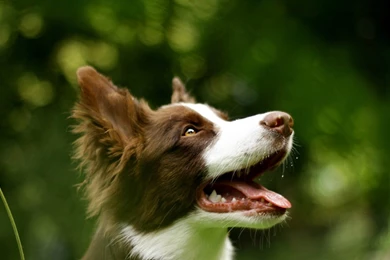 Dog Wallpapers For Home   The Dog Wallpapers   Best The Dog Wallpapers