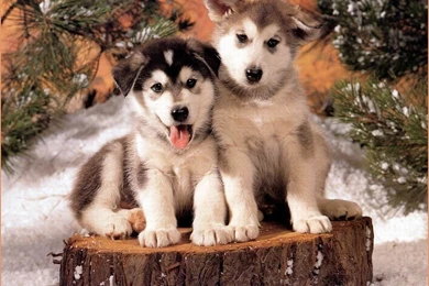 Super Cute Dog And Cat Baby Wallpapers With 1280x960 Resolution ...