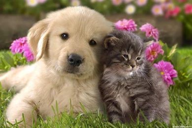 Dog Wallpaper_animal Wallpapers_download Free Wallpapers