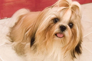 Dogs Toy Dog Wallpapers   PowerballForLife