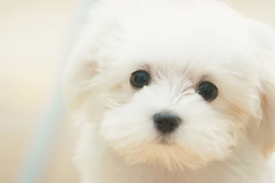 Lovely white dog wallpaper 1920x1080.jpg