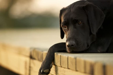 Dog Wallpapers Screensaver HD