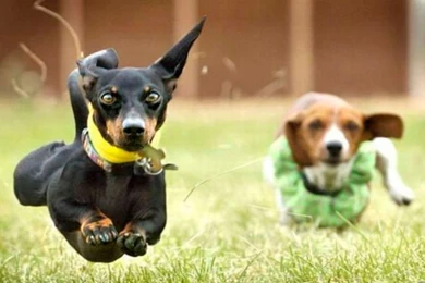 Desktop Pics Of A Pitbull Dog Wallpapers