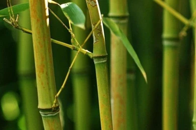 HD Wallpapers For Mobile   HD Widescreen Wallpapers