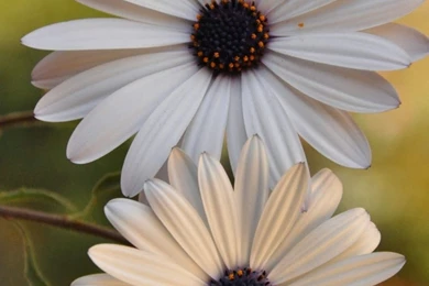 Amazing flowers hd free wallpapers for mobile