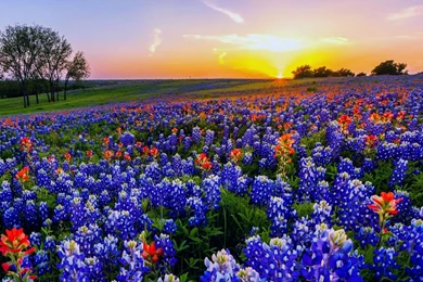 Texas Wildflowers
