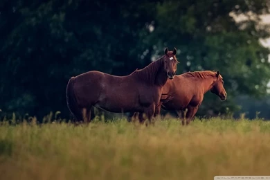 Stormy April In Texas HD Desktop Wallpapers : Widescreen : High ...