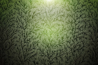 Branches Of Wood Texture Wallpapers And Images   Wallpapers ...