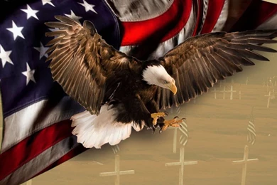 Usa eagle pictures wallpaper.jpg