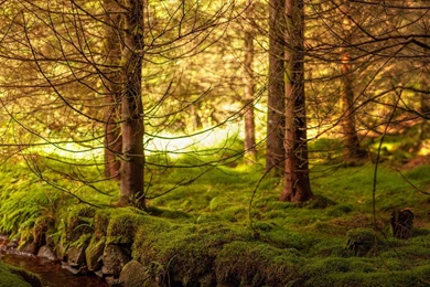 Dual Wide Wood Wallpapers HD, Desktop Backgrounds 3840x1200