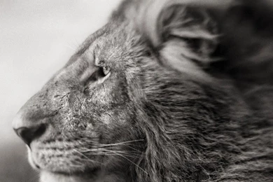 Download Wallpapers 3840x1200 Lion, Mane, Muzzle, Black White, Wind ...