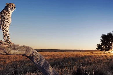 Leopard Computer Wallpapers, Desktop Backgrounds