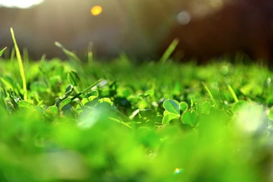 Cool Green Backgrounds For Websites   Pix For Web