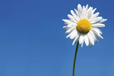 182 Daisy HD Wallpapers