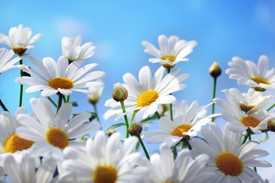 182 Daisy HD Wallpapers