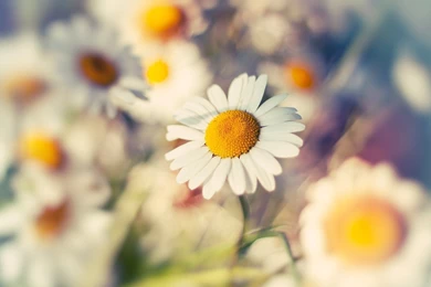 Daisy Flower Pictures And Wallpapers Download