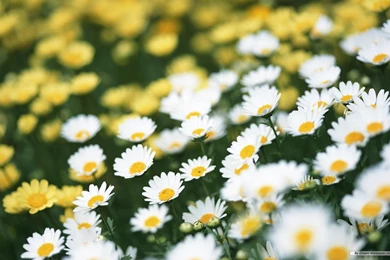 Free Wallpapers   Free Flower Wallpapers   Daisy Wallpapers ...