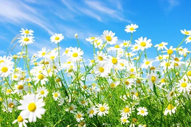 White Daisies Desktop Wallpaper, White Daisies Images, New Wallpapers