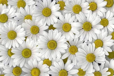 Daisy Wallpapers
