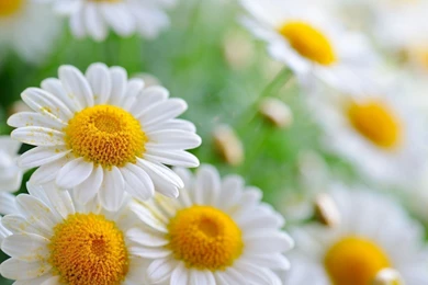 HD Quality Beautiful Flower Daisy Desktop 7 Wallpapers HD ...