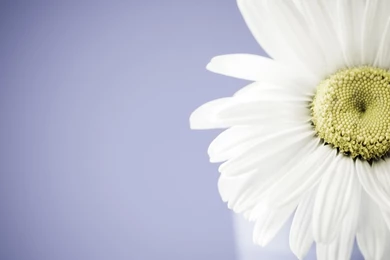 Daisy Wallpapers Computer Desktop