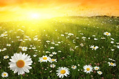 182 Daisy HD Wallpapers