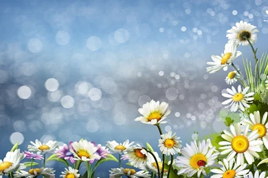 Daisies Wallpapers   HD Images New