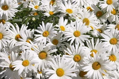Daisy Wallpapers   Flower Wallpapers