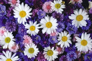 Daisy HD Desktop Backgrounds Wallpapers 9933   HD Wallpapers Site