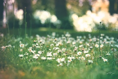 Daisy Daisy Wallpapers By AEtherPie On DeviantArt